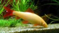 /album/importados-exoticos/labeo-frenatus-albino-jpg/